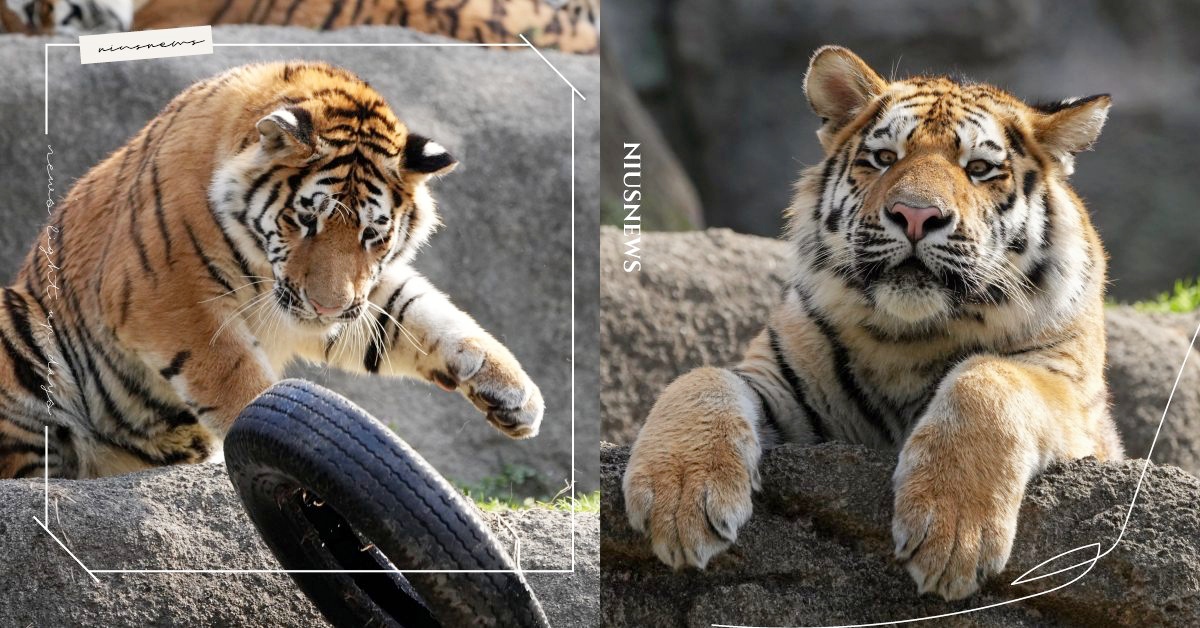 可以幫我撿一下嗎！日本動物園調皮「老虎」玩具輪胎掉水中，一臉沮喪表示：正在反省 可愛寵物、動物園、日本動物園、老虎、可愛