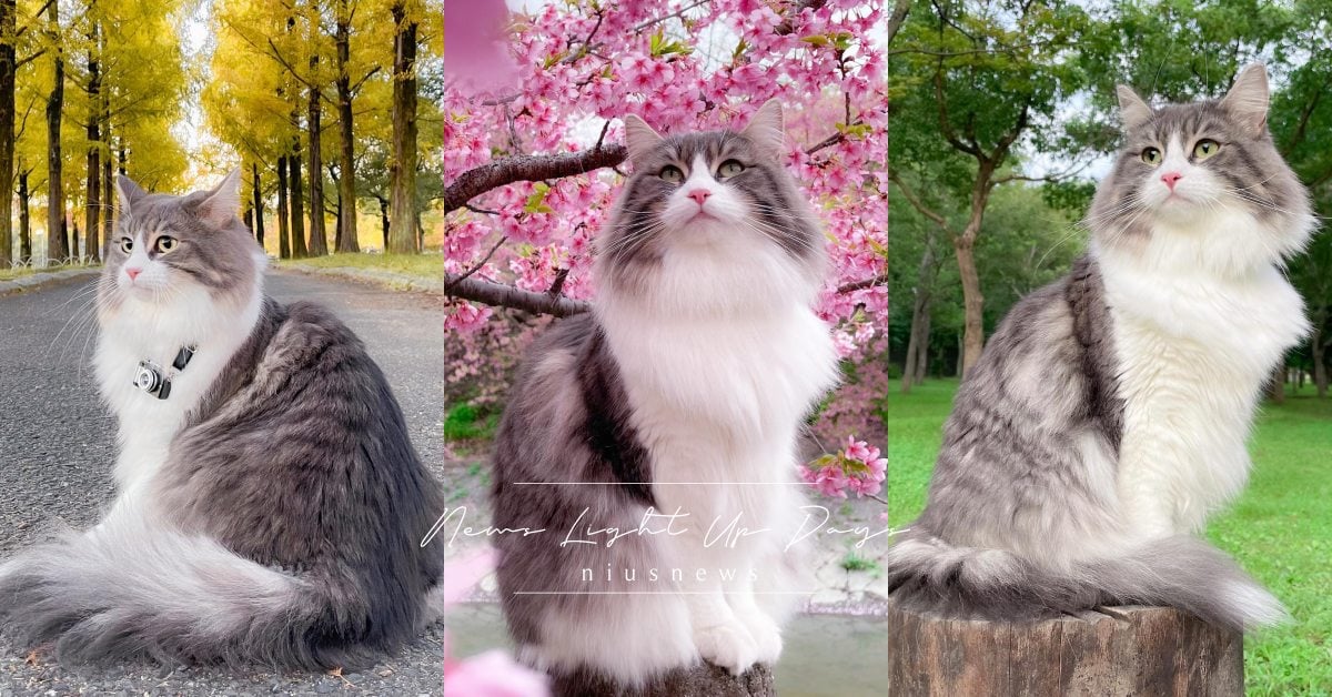 「挪威森林貓」7大特質！仙氣長毛人稱貴族小姐姐，好惡明顯根本超有個性！ 寵物圈圈、挪威森林貓、品種貓、短毛貓、貓咪