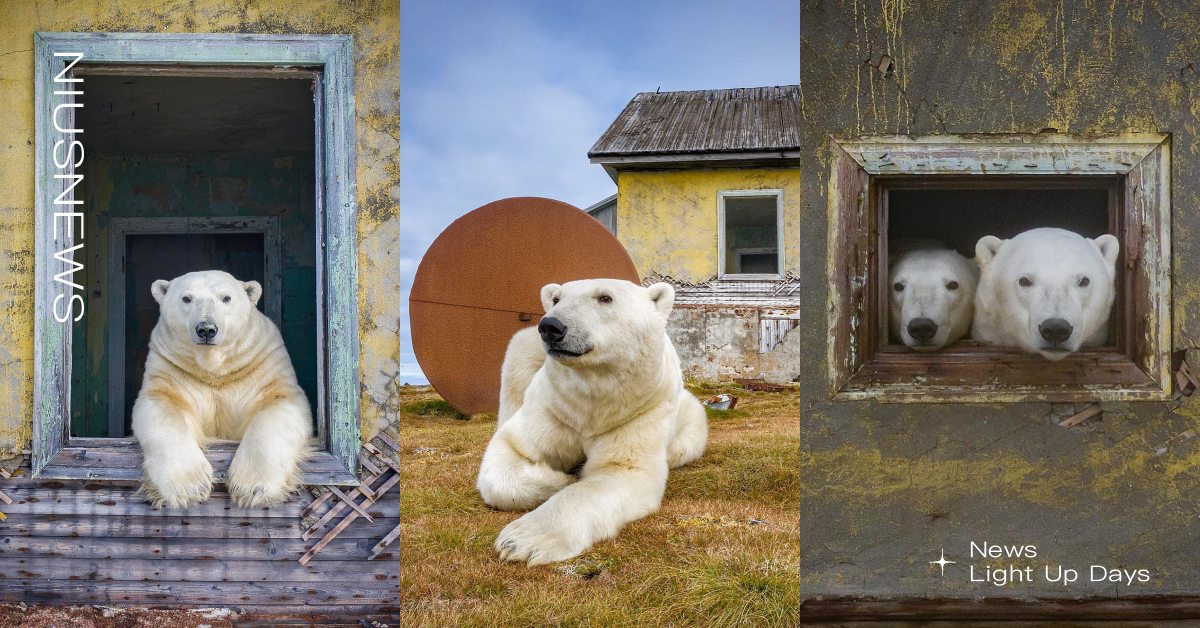 熊熊找新家！阿拉斯加「北極熊」接管荒廢氣象站，悠閒探出窗外還知道要看鏡頭！ 寵物圈圈、可愛、北極熊、俄羅斯、阿拉斯加、動物園、野生動物攝影、極地動物