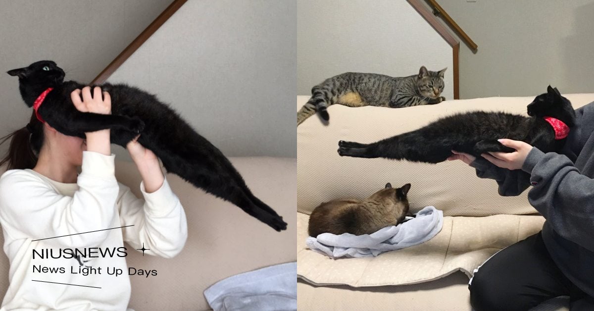 連貓的核心都比你強！日本爆紅「黑貓」養13年依舊不給抱，寧願當烏賊也絕對不屈服！ 寵物圈圈、可愛、黑貓、推特、日本