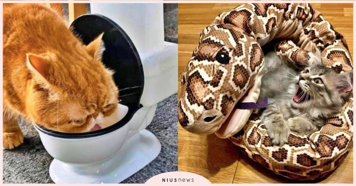 IKEA推新品「蟒蛇寵物窩」？6款超獵奇寵物小物推薦，馬桶飲水機竟成貓主子最愛！ IKEA蟒蛇手偶、蟒蛇寵物窩、馬桶飲水機、寵物趣聞、網友熱議