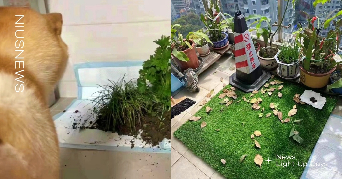 上海封城！飼主們集體挖土「為毛孩打造沉浸式狗廁所」，無奈笑：大絕招是擺出三角錐 上海封城、沉浸式狗廁所、遛狗、萌寵、寵物趣聞