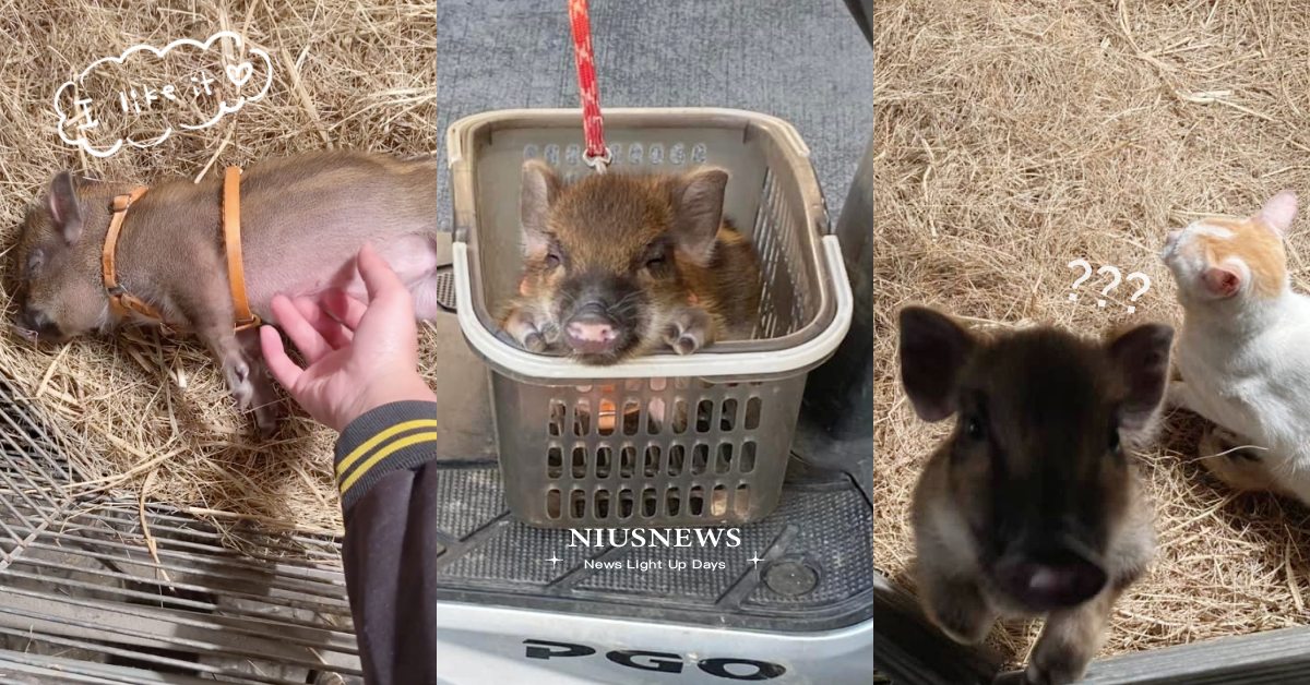 寶寶長大了！嘉義超萌小山豬「肉鬆」暴風長大，粉絲笑歪：豬耳朵看起來好可口！ 寵物圈圈、可愛、山豬、肉鬆不能吃、臉書粉絲專頁、萌寵、稀奇寵物