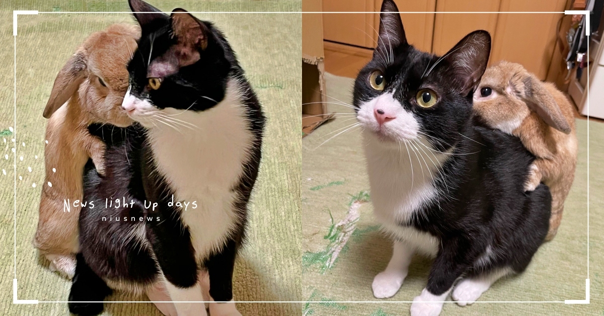 撒嬌兔兔最好命！萌兔最愛和淡定賓士貓「賣萌討抱抱」，化身兔子背包萌樣全都錄！ 垂耳兔、兔子、賓士貓、推特熱議、寵物趣聞、賣萌、撒嬌、討抱抱、萌寵、可愛寵物、動物、貓、寵物、貓咪