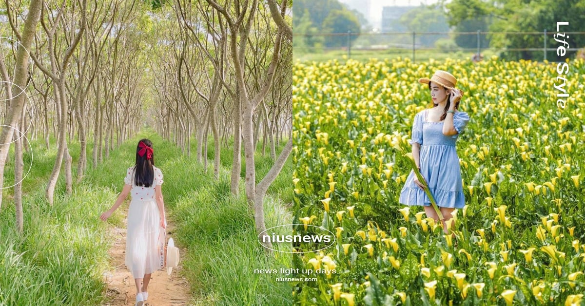 台中外埔黃金海芋田盛開！3處好拍周邊景點推薦，週末來趟輕旅行吧 台中、台中景點、花海、海芋田、海芋季、海芋、外埔景點