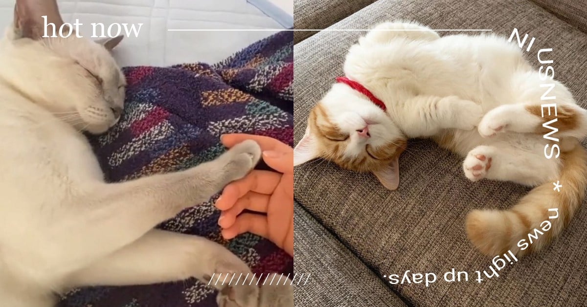 日研究：有貓貓陪睡會增加放鬆幸福感！1人5貓共眠24天，睡遍電視機前、沙發夾縫？ 貓咪、貓奴、寵物、睡覺、貓咪陪睡