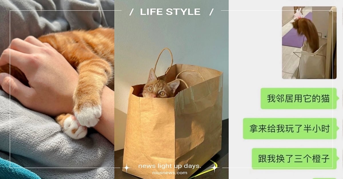 上海封城掀以貓易物！鏟屎官派出胖橘貓「給擼半小時換3顆橙子」：貓貓狗狗準備接客～ 上海封城、以貓易物、用貓換物資、寵物趣聞、萌寵