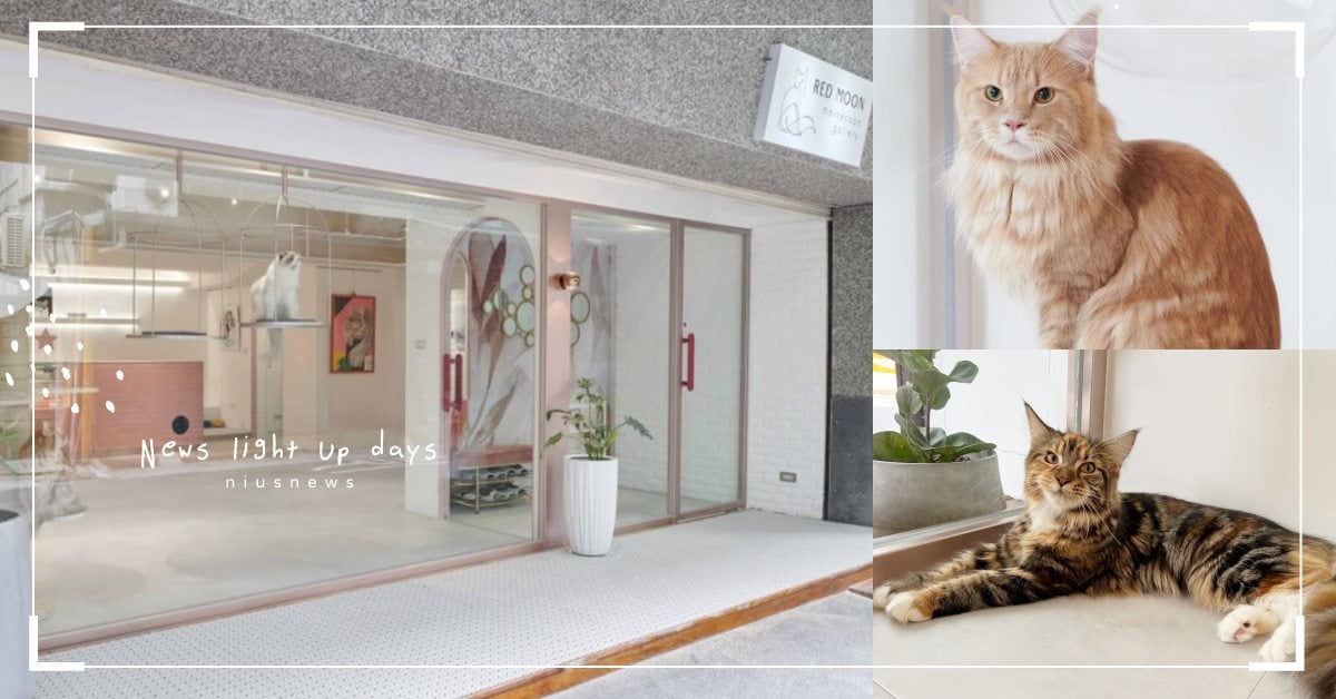 貓奴必打卡！赤峰街粉紅色系「紅玥緬因貓咖啡藝廊」，被10隻大貓點台超級療癒！ 寵物圈圈、可愛寵物、緬因貓、貓咪咖啡廳、台北咖啡廳、台北第一家緬因貓咖啡廳、大同區咖啡廳推薦、大貓、可愛