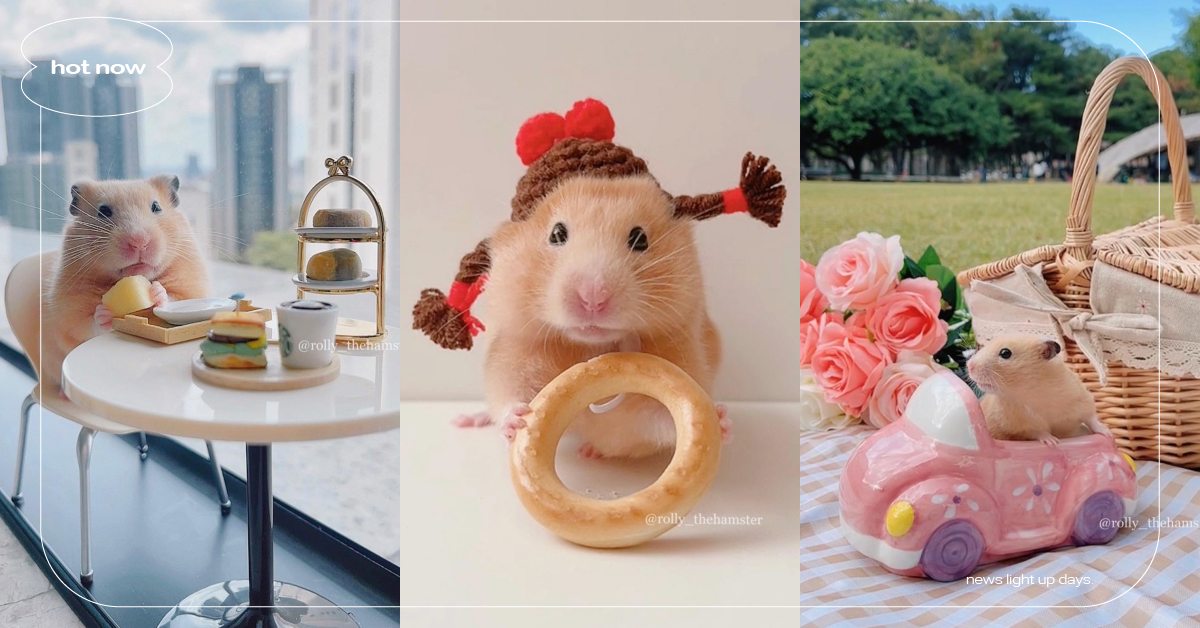 鼠鼠界網美在這！台灣超萌「倉鼠滾滾」療癒上萬粉絲，還會自己坐窗邊喝下午茶！ 寵物圈圈、可愛寵物、倉鼠、台灣、網紅鼠、滾滾、寵物鼠
