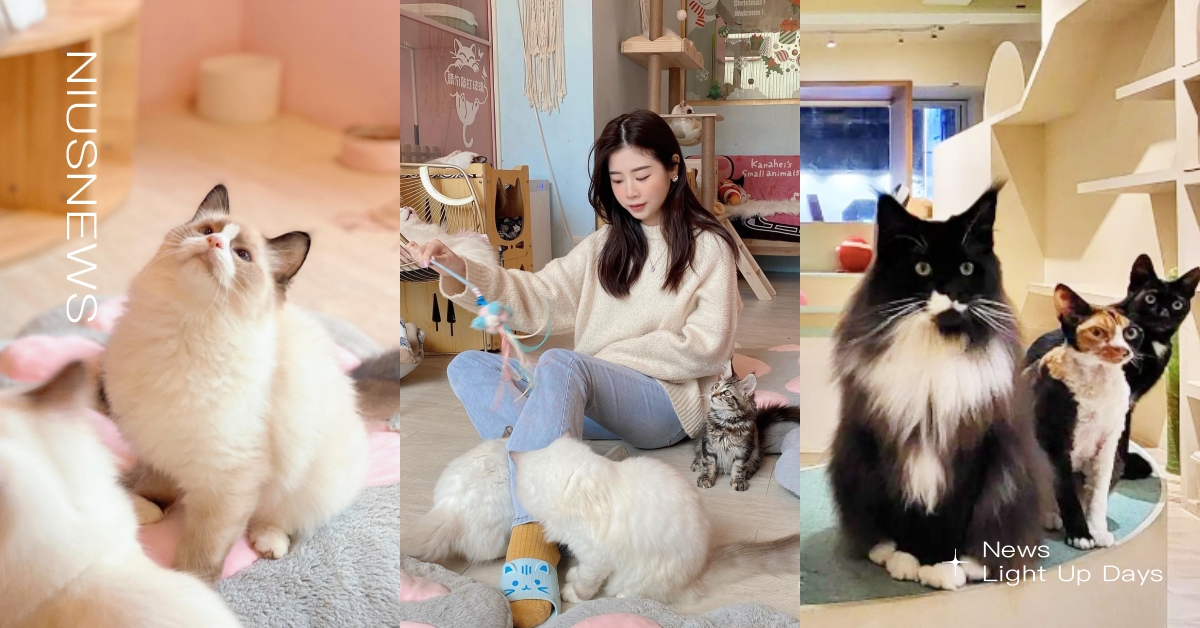 2023最新！北部10間「貓咪主題咖啡廳」推薦，曼赤肯短腿貓、緬因貓置身擼貓天堂 2023最新、貓咪主題咖啡廳、台北貓咪咖啡廳、新北貓咪咖啡廳、新竹貓咪咖啡廳