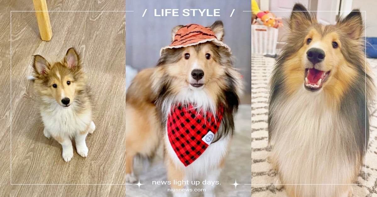 「喜樂蒂牧羊犬」５大特質！外貌雍容獲稱犬中女王，樂天派性格超容易和幼崽打成一片！ 喜樂蒂牧羊犬、品種狗、狗狗冷知識、牧羊犬、可愛寵物、寵物健康、品種狗介紹、狗狗介紹