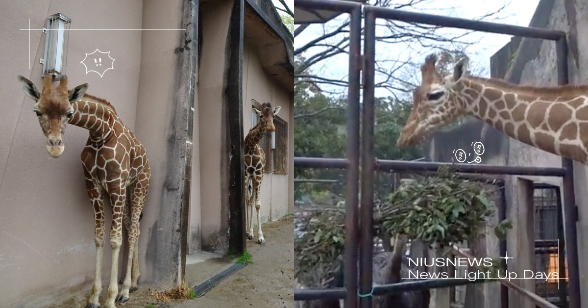 只要下雨就能吃到飽！日本動物園「長頸鹿三姐妹」僅兩隻躲雨，網友笑：無法戰勝飢餓！  寵物圈圈、可愛寵物、長頸鹿、動物園、動物