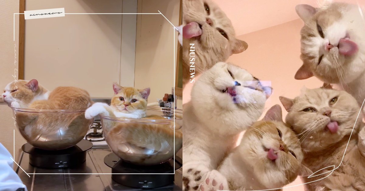 最喜歡待碗裡！日本爆紅英國短毛貓呈「三杯貓」姿勢自轉，享受表情感覺舒適度滿分！ 可愛動物、寵物、毛小孩、動物、喵星人、日本、貓咪、推特、爆紅、可愛