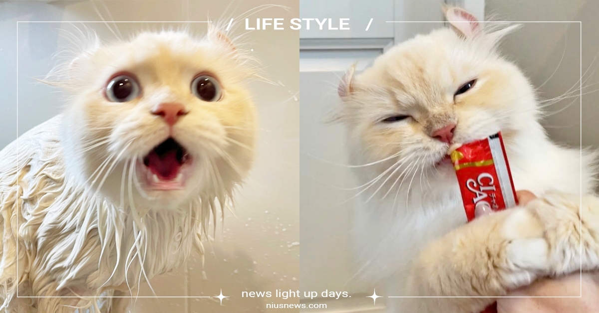 吃貨無邊之法力！捲耳貓抗議不想洗澡「看到零食直接變臉」笑翻貓奴：秒變小廢貓？ 美國捲耳貓、推特熱議、貓咪洗澡、吃貨貓、寵物趣聞、寵物新聞、貓咪、貓奴、捲耳貓、鏟屎官、可愛寵物、萌寵、寵物、可愛動物、動物