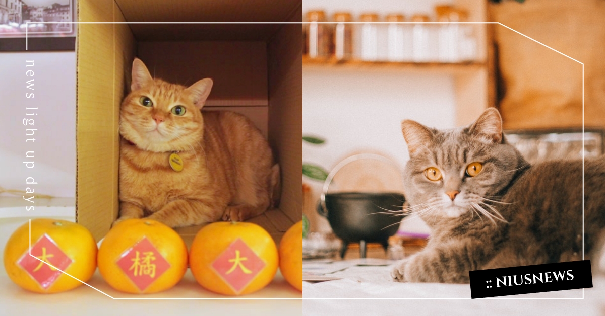 全台各縣市「確診者寵物安置措施」懶人包！包含北中南10縣市，提供住宿及視訊看診！ 各縣市寵物安置措施、確診者寵物安置措施、疫情、共居寵物、寵物新聞、寵物照顧、懶人包、寵物住宿、視訊看診、免費載送服務