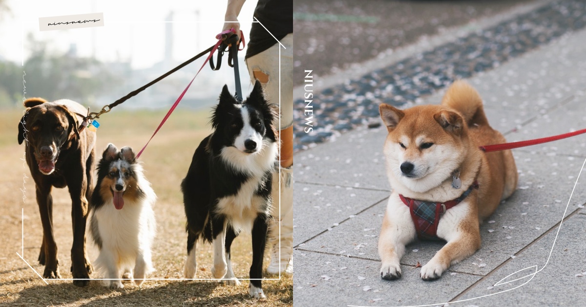 不要讓壁蝨趴趴走！毛主人必知「夏天遛狗SOP」，獸醫師：回家後先做這件事！ 寵物知識、寵物出去玩、寵物圈圈、遛狗、鏟屎官