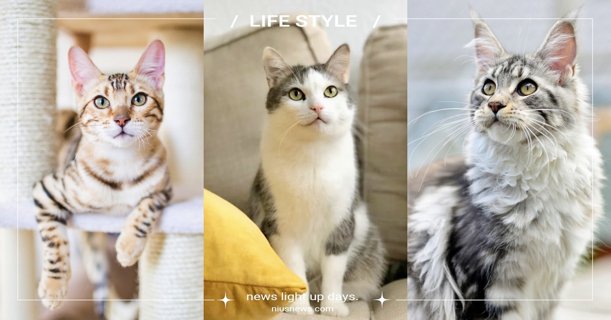 貓咪智商排行榜Top10！日本短尾貓第2、米克斯第10，聰明的貓都有「這項特徵」 貓咪智商、貓咪冷知識、寵物知識、寵物趣聞、品種貓