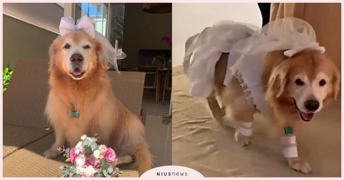 花童請進場！巴西超美「黃金獵犬」身穿禮服祝賀準新人，畫面超溫馨賓客還被萌哭！ 寵物圈圈、可愛、黃金獵犬、結婚、婚禮