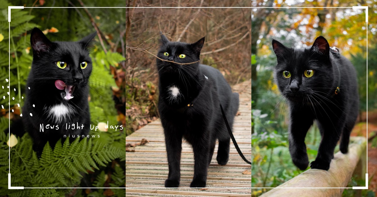 最愛冒險的黑色小貓！愛爾蘭爆紅「黑貓Mila」上山下海當網美，山川叢林樣樣來！ 寵物圈圈、可愛、黑貓、推特、愛爾蘭
