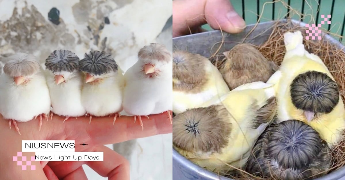 這是戴假髮嗎？萌雀揪團剪「西瓜皮」髮量驚人引網笑噴，每隻還會有不同髮色與髮質！ 鳳頭金絲雀、西瓜皮小鳥、萌寵、可愛動物、寵物趣聞