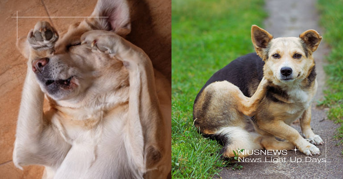 狗狗的隱藏殺手！5大毛主人必知的「壁蝨」知識，邪惡吸血小蟲會導致黏膜蒼白！ 寵物知識、寵物出去玩、寵物圈圈、遛狗、鏟屎官