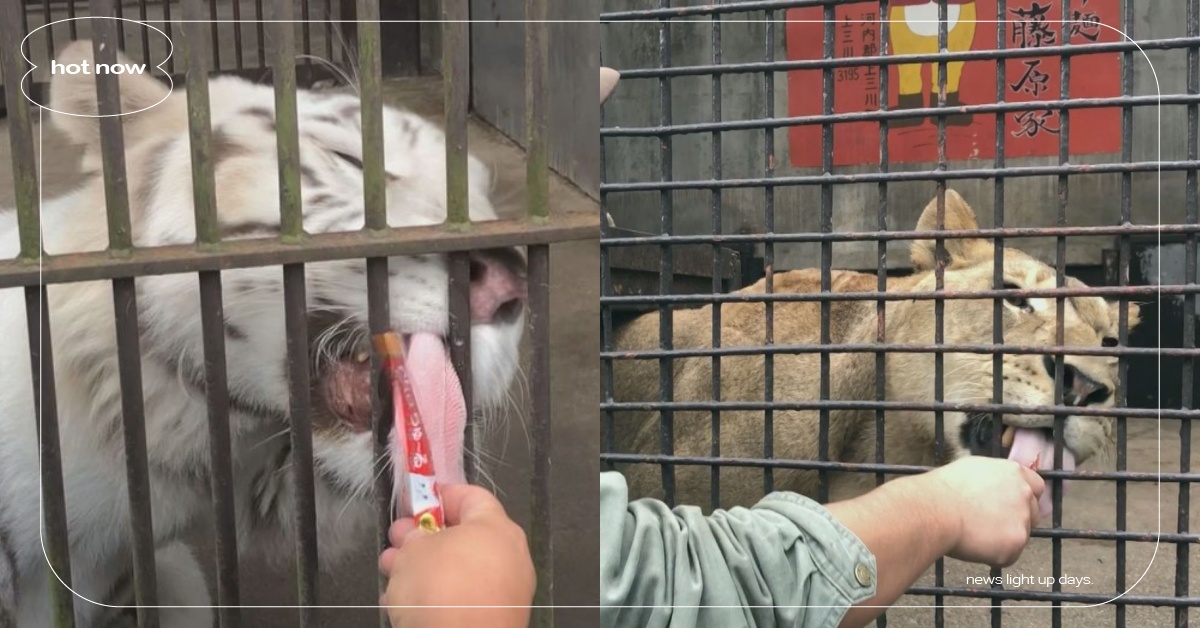 大貓也抵檔不了！日本動物園「老虎吃肉泥」爭先恐後，舔到閉眼完全欲罷不能！ 寵物圈圈、動物園、大貓、白老虎、孟加拉虎