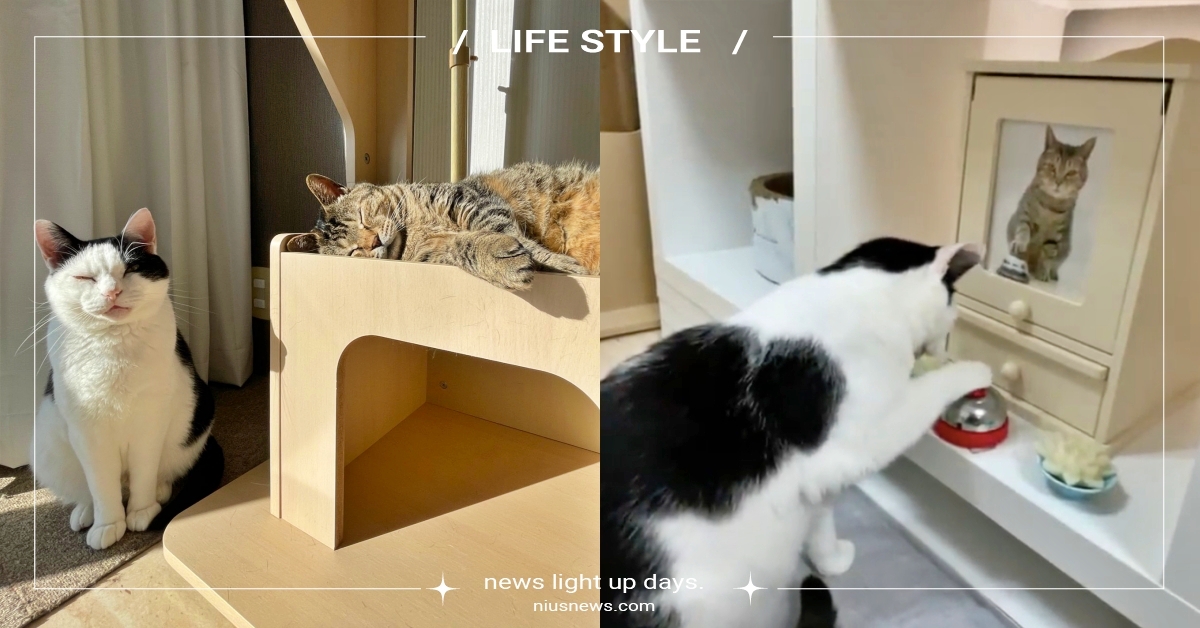 日本網紅貓去當天使了！留下貓室友「在遺照前呆呆按鈴」呼喚牠，網心疼：超催淚QQ 日本按鈴網紅貓、貓咪的友情、貓咪編集部、寵物新聞、萌寵