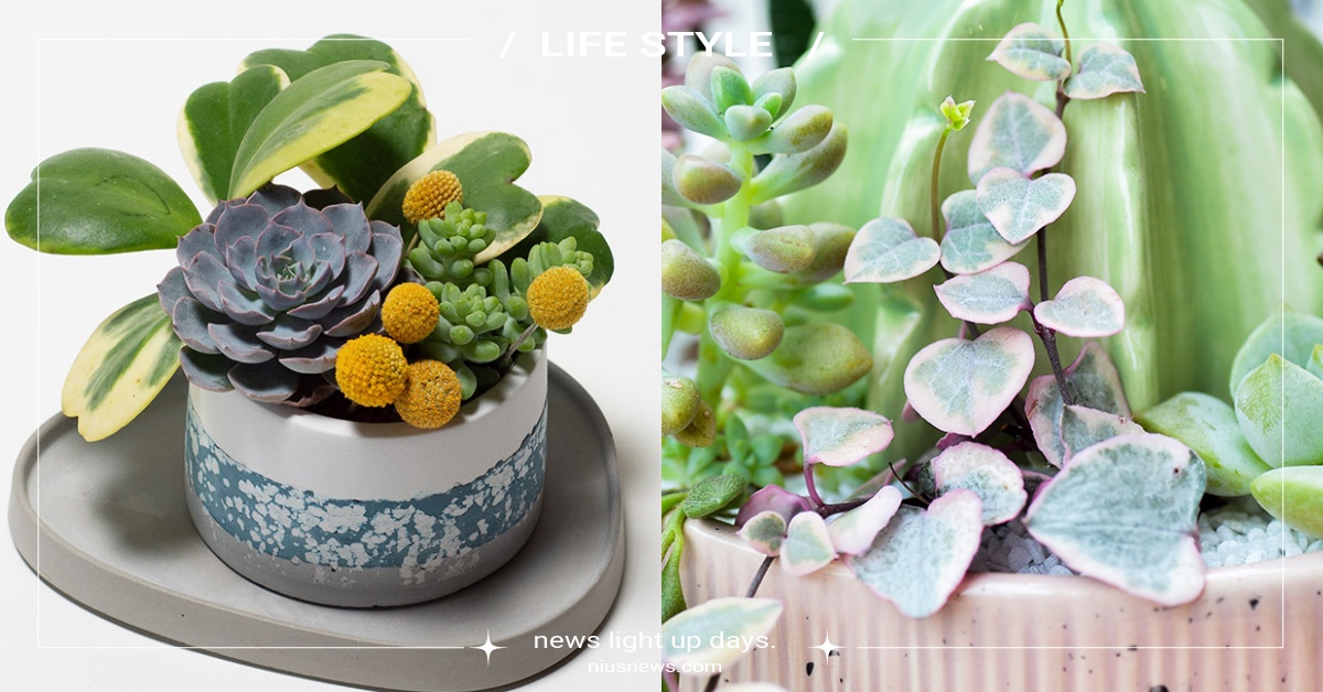 放在桌上超可愛！室內空間5款「招桃花多肉植物」推薦，心型花瓣藏不住的浪漫！ 多肉植物、辦公室招桃花、植物推薦、辦公室植物、仙人掌