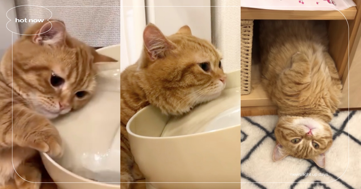 洗頭洗臉一起來！日本「曼赤肯」頭饋飲水機下巴滴水爆紅，短腿謎樣睡姿網爆笑！ 寵物圈圈、可愛寵物、貓咪、日本、推特