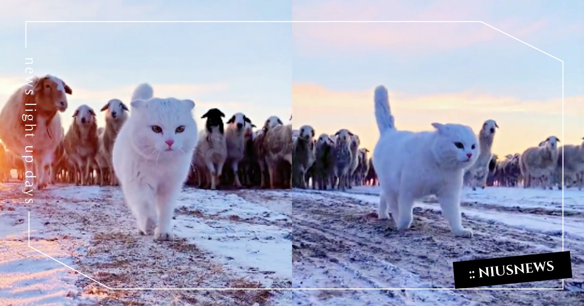 稱霸內蒙古大草原！最美牧羊圓臉「白貓」引領一群羊咩咩，自信腳步霸氣外露！ 寵物圈圈、可愛、白貓、微博、牧羊