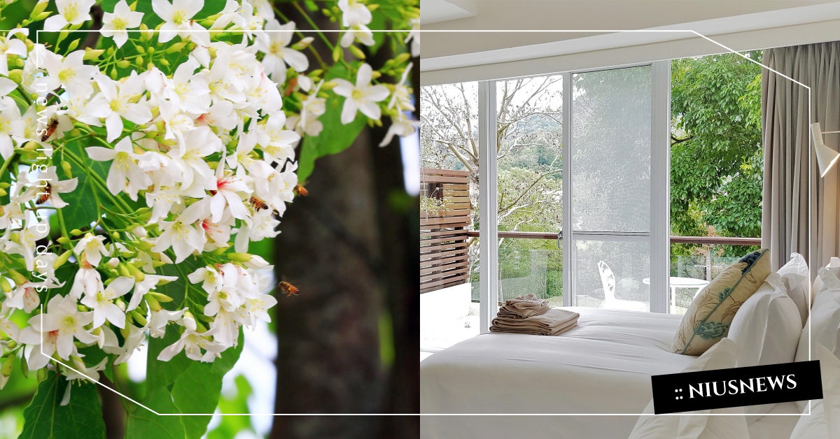 2022油桐花5大賞花路線+周邊住宿推薦！浪漫五月雪私房秘境快收藏 油桐花、五月雪、油桐花季、苗栗、苗栗景點