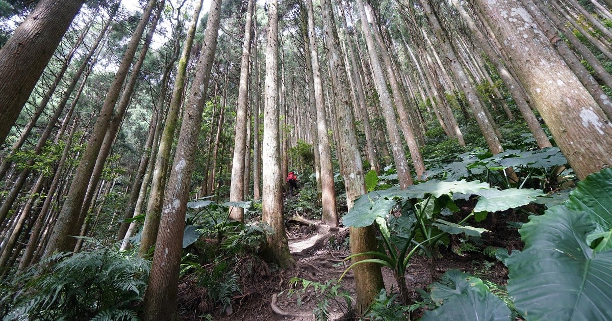 高台山｜高島縱走單攻路線、海拔難度及登山口停車資訊 高台山、高台山難度、高台山海拔、高台山停車、高台山登山口