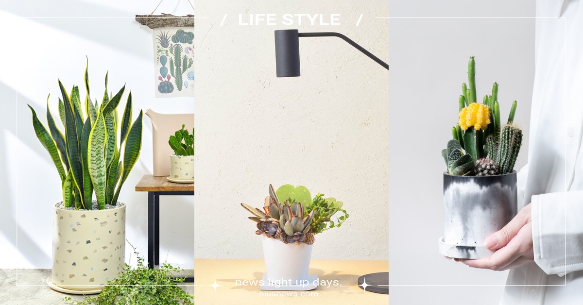 玄關到陽台通通有！室內空間5款「居家多肉植物」推薦，虎尾蘭優雅必收！ 多肉植物、辦公室植物、植物推薦、多肉植物推薦、仙人掌、居家必備植物、居家生活