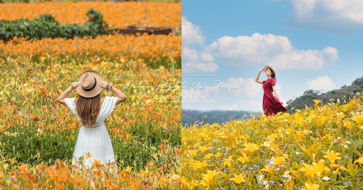 不用遠赴花蓮啦！中部3處金針花景點推薦，三萬株齊放實在太好拍 花海、金針花、金針花季、花季、苗栗景點