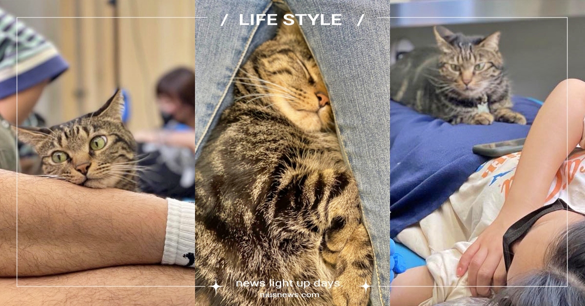 這癖好超怪！台中刺青店店貓「超愛睡客人下面」爆紅，店員笑：腳要開一點貓才可以睡 刺青店店貓、台中刺青店、寵物趣聞、網友熱議、愛睡客人下面、寵物刺青、毛小孩、貓咪