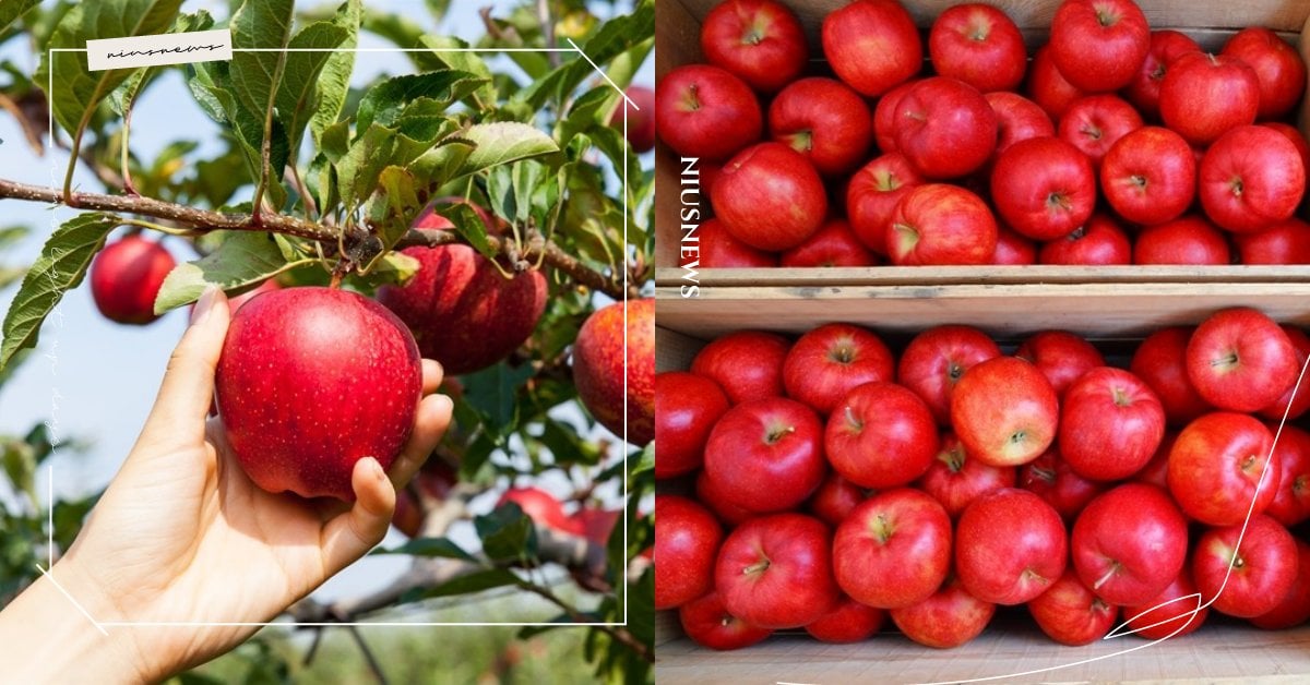 日本青森蘋果為什麼有名？最佳採收季是何時？4大青森必訪蘋果園推薦！ 日本、青森、蘋果、蘋果園、