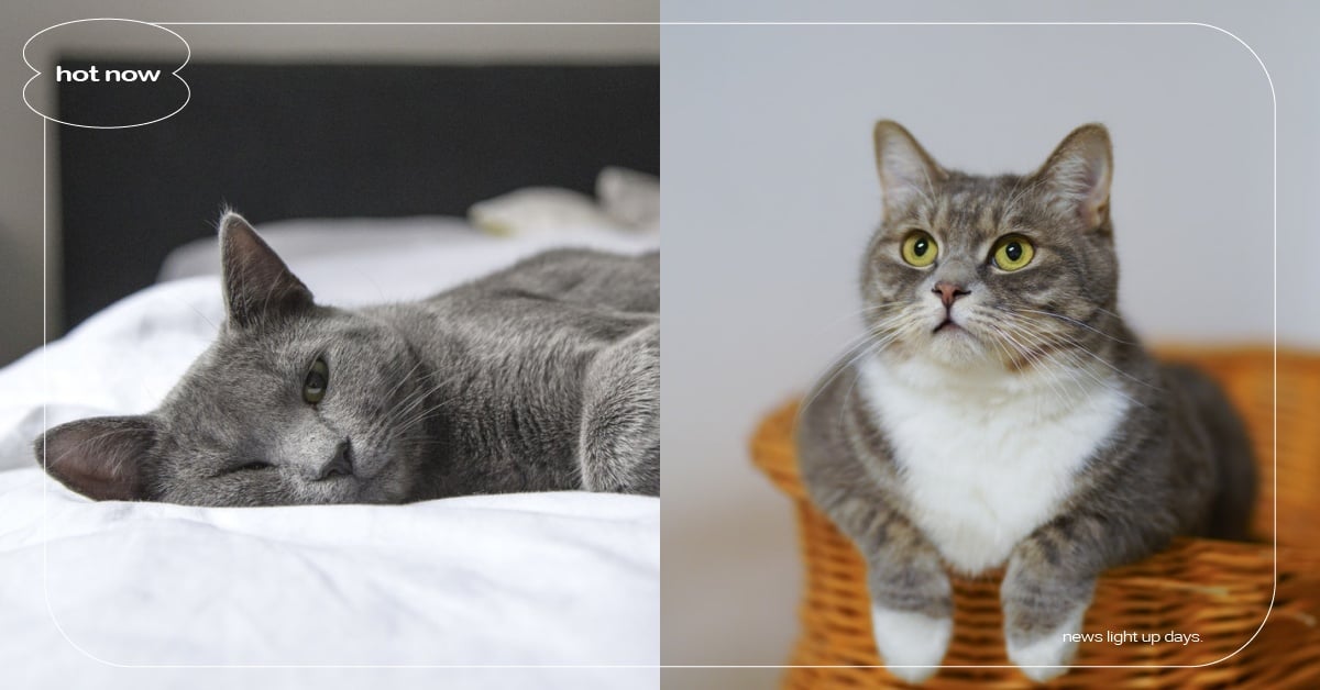 假裝上廁所超欠揍！奴才精選8個「貓咪叫醒鏟屎官」的方法，推下東西早已見怪不怪！ 寵物圈圈、貓咪知識、寵物健康、貓咪、貓咪叫醒鏟屎官