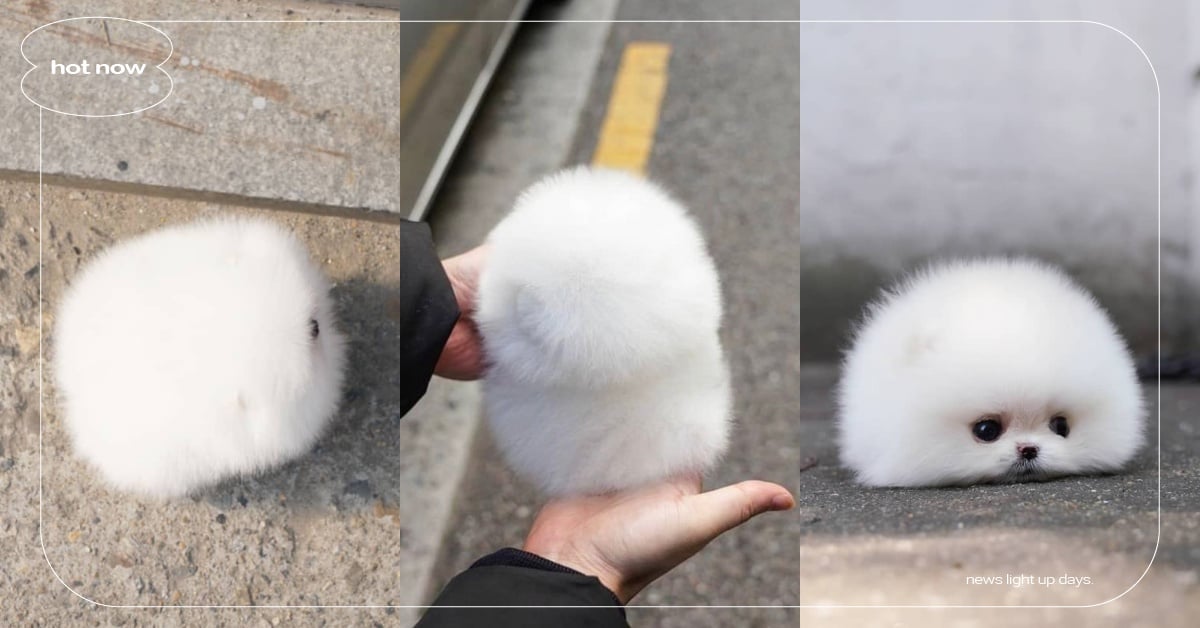 誰家的棉花糖忘記帶走？日本爆紅軟萌「小白球」可一手捧起，真實品種讓人直接融化！ 寵物圈圈、可愛、日本、推特、博美犬、推特爆紅系列