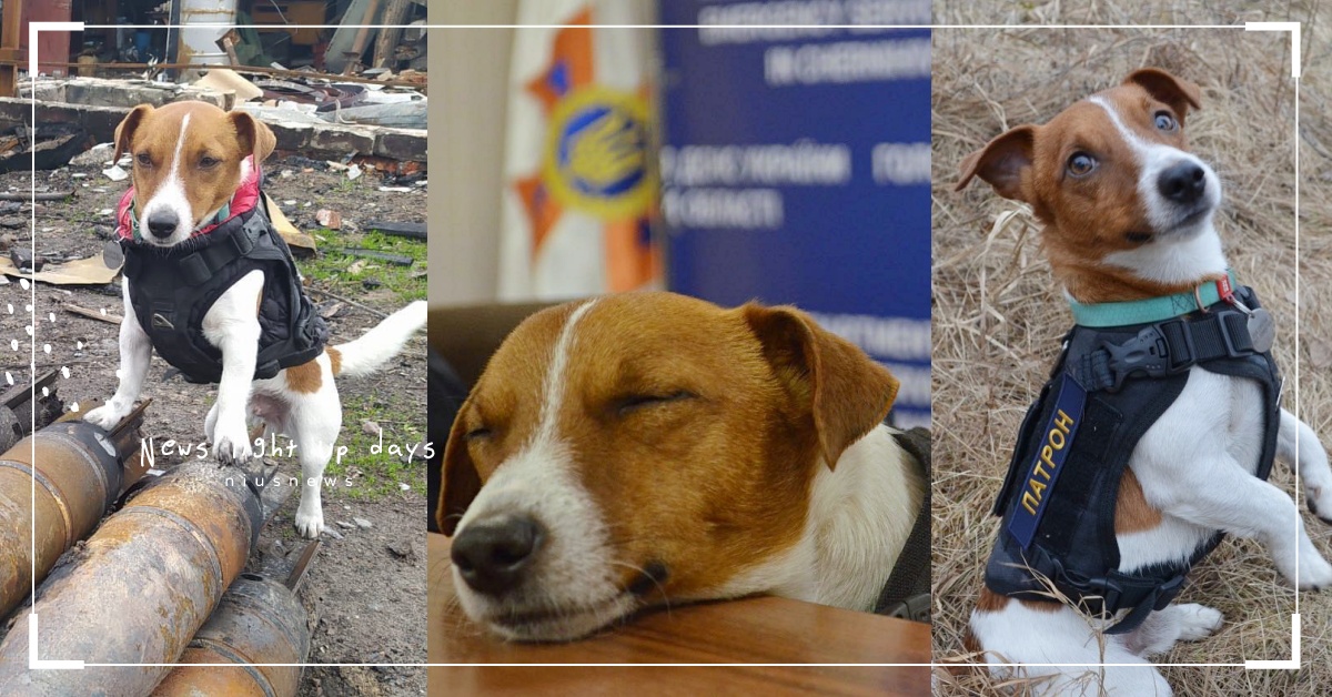 睏到瞇瞇眼！烏克蘭護國掃雷犬「子彈」記者會度估，掃上百爆裂物難怪累累der！ 寵物圈圈、可愛、工作犬、掃雷犬、米格魯、烏克蘭、推特爆紅、推特
