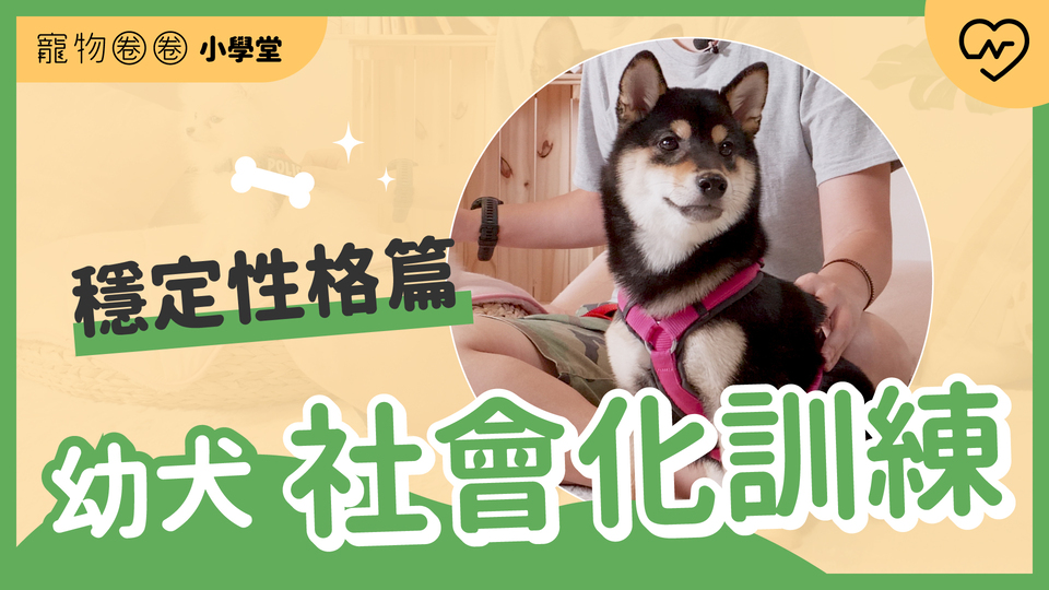 穩定個性養成術！幼犬的社會化訓練（下）狗狗的教育不能等｜寵物圈圈小學堂 寵物圈圈、毛小孩、寵物訓練、寵物知識、乖狗養成 