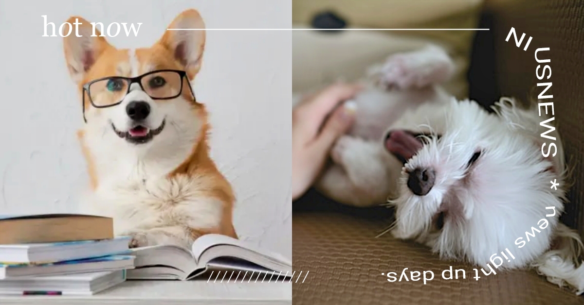 輕鬆拿捏家中長輩！「高智商狗狗」會有的6個表現，快來看看你家毛孩是不是天才？ 高智商狗狗、狗狗冷知識、寵物知識、狗狗、寵物趣聞、寵物、動物、毛孩