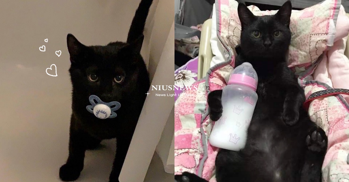 鏟屎官也不准搶！巴西超萌「黑貓吸奶嘴」長大，晚上還要穿衣服才睡得著！ 寵物圈圈、可愛、 黑貓、奶嘴、嬰兒、巴西、推特、流浪貓、浪浪、貓咪