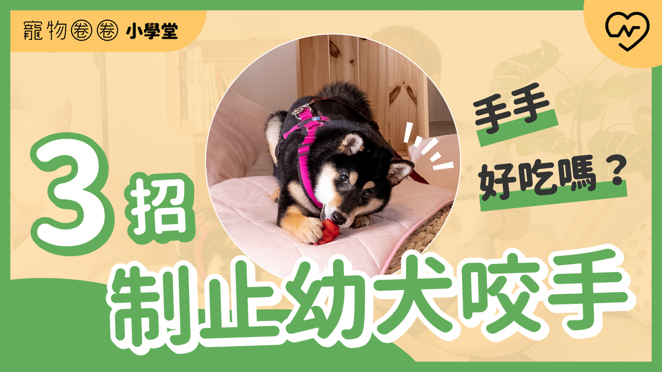 我的手不是玩具啊！如何制止幼犬咬手？｜寵物圈圈小學堂x魔力狗寵物訓練 Ep.5 寵物圈圈、毛小孩、寵物訓練、寵物知識、乖狗養成 