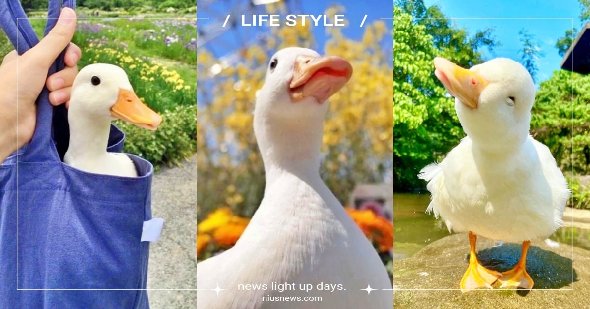 八字腳好可愛！熱門萌寵「柯爾鴨」腳腳內八原因大公開，想治好內八竟要做這２件事？ 柯爾鴨、內八、寵物冷知識、鴨子、萌寵、可愛寵物、寵物趣聞