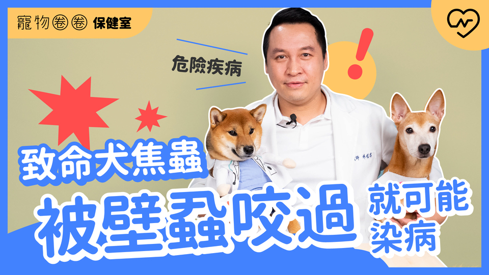 【犬焦蟲】致命犬焦蟲！被壁蝨咬過就可能染上的血液寄生蟲｜寵物圈圈保健室Ep.3 寵物圈圈、毛小孩、犬焦蟲、寵物知識、寵物圈圈保健室 