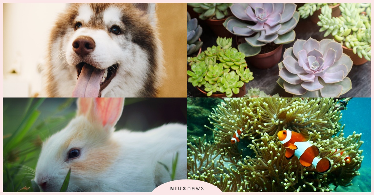  心理測驗「想養什麼寵物」？日網爆紅4種類診斷出「情人候選星座」，選植物是趨勢！ 寵物圈圈、寵物吃喝玩樂、動物、心理測驗、動物心理測驗