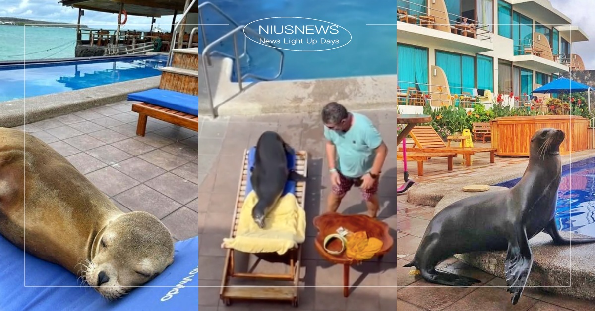 這是我的位子！度假酒店戶外躺椅「被海獅霸佔」，遊客傻眼：旁邊明明還有空位！ 寵物圈圈、可愛、海獅、度假飯店、TikTok、TikTok爆紅