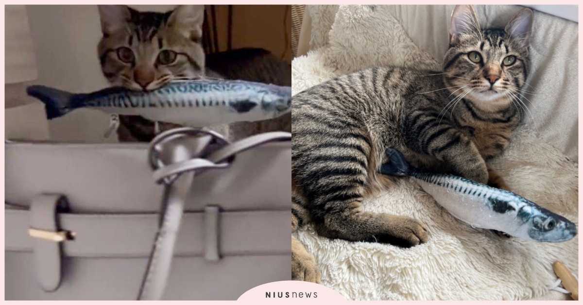 最貼心的貓！日本「虎斑貓」把心愛玩具偷放在鏟屎官通勤包，喵主子：上班加油喔！ 寵物圈圈、可愛、虎斑貓、推特、貓咪玩具、貓草包、貓草魚、日本