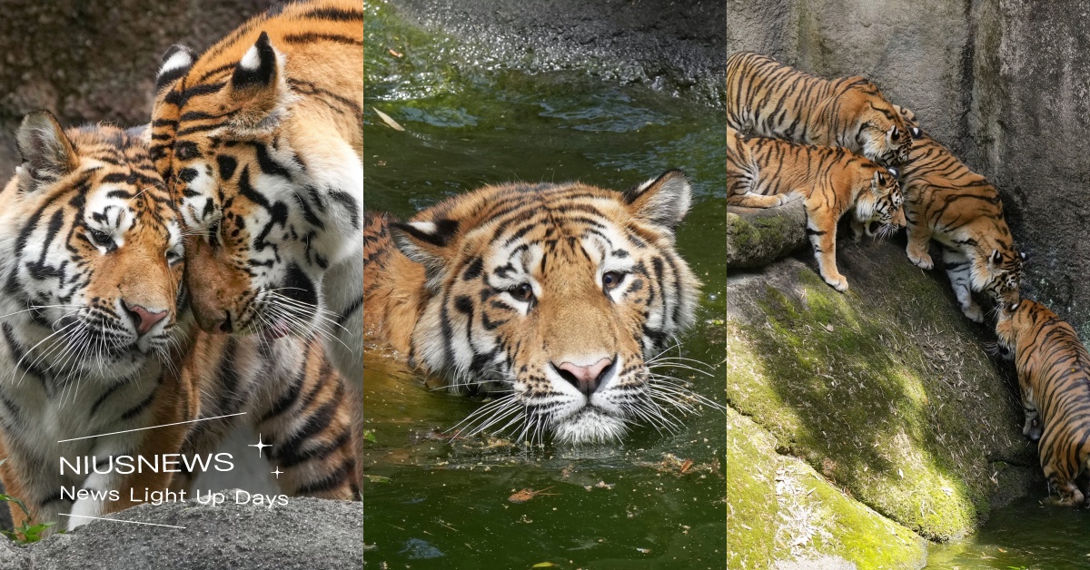 互相蹭一下！日本動物園「東北虎」撒嬌模樣萌翻，下一秒掉水中還溫馨伸手應援！ 可愛寵物、動物園、日本動物園、老虎、可愛、推特、大貓