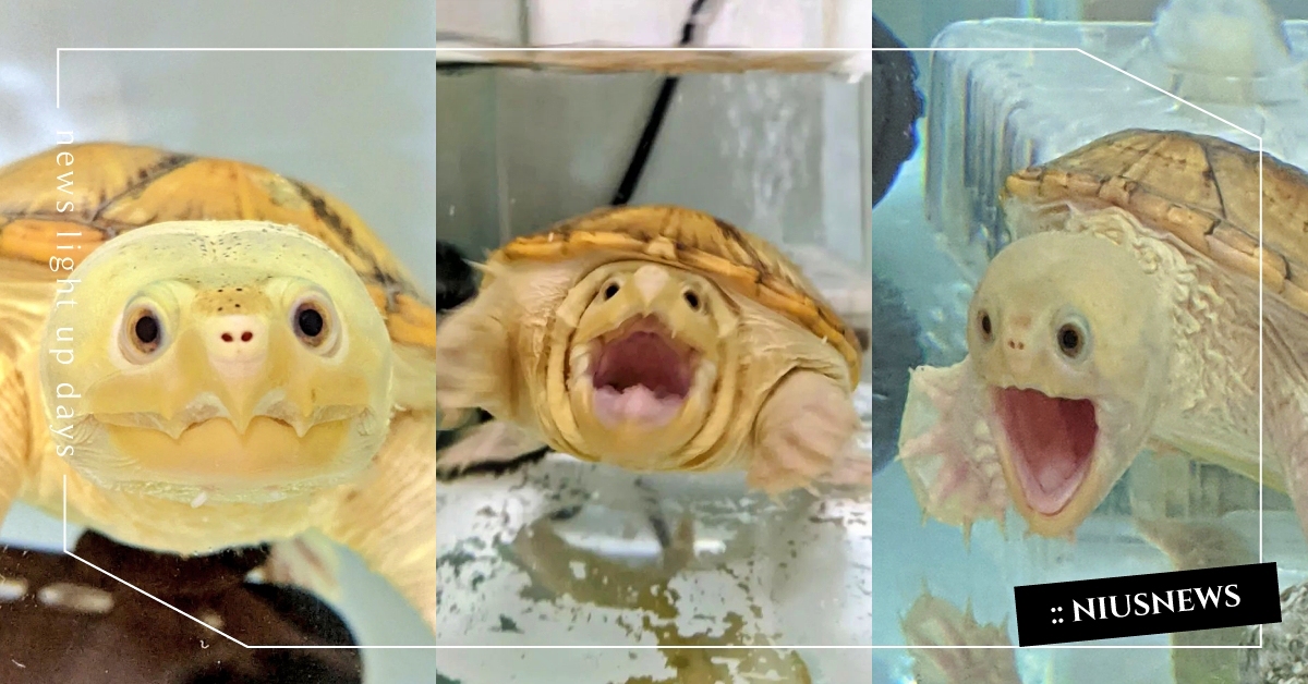 倫家鼻要拍照！呆萌小龜遇鏡頭秒變「孟克龜龜」露出怕爆臉：龜剛欸QQ 孟克吶喊、小烏龜、可愛寵物、推特熱議、萌寵